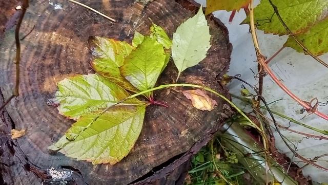 VID_20251011_131603.mp4