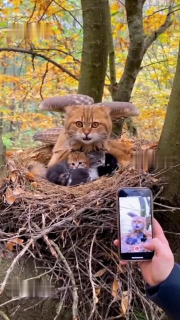кот сова