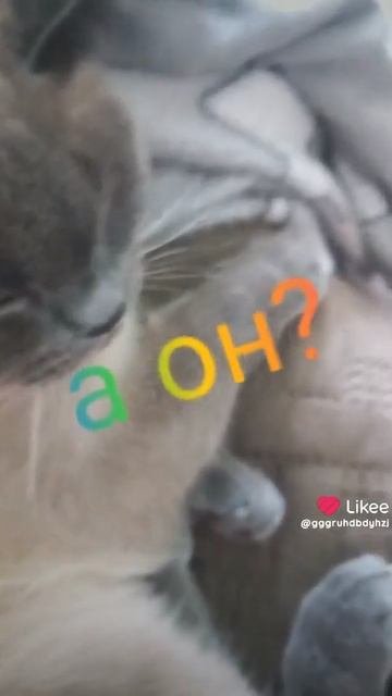 котёнок