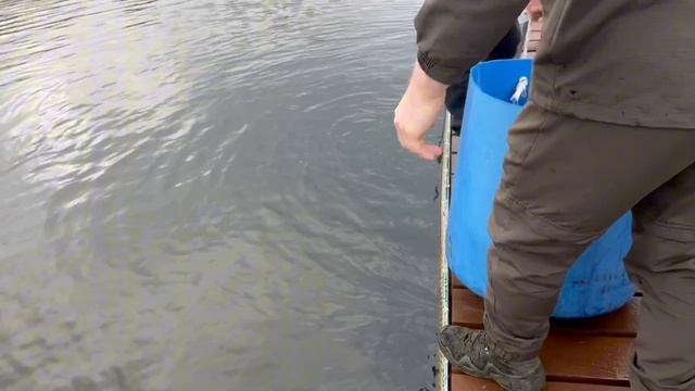 12.10.25. Второе зарыбление VIP зоны форелью !