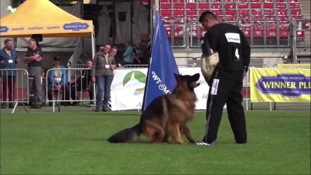 19 Отл. ARES V. Team Kiasa +++ №1520. BZSZ 2025 немецких овчарок