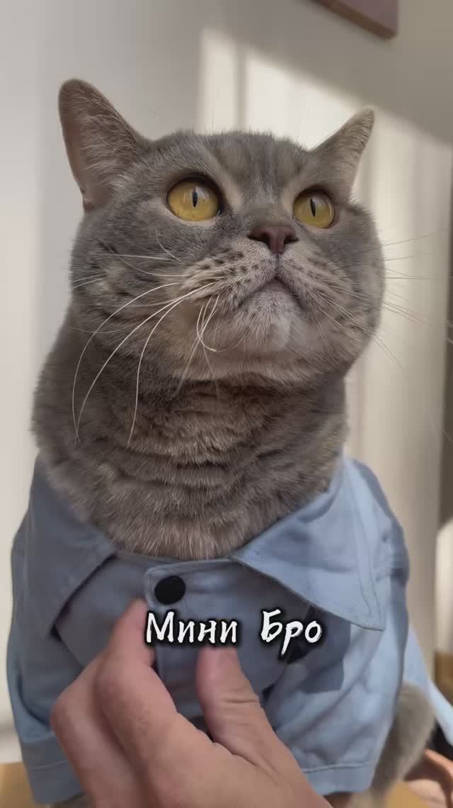 Покажу Мини Бро