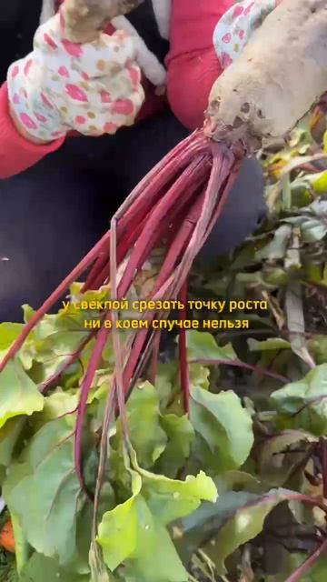 В чем отличия уборки моркови и свёклы?