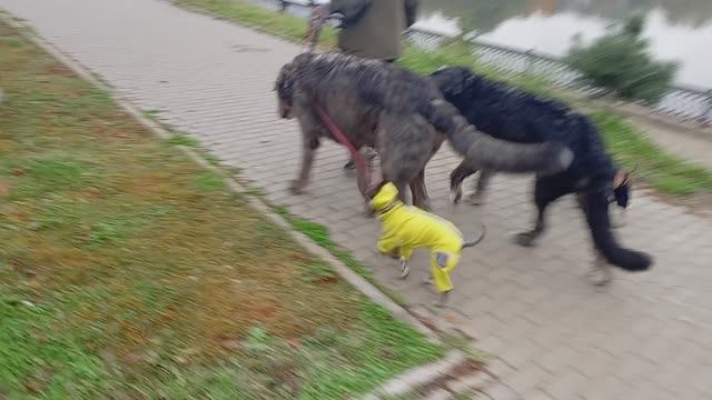 Осенняя тусовка гигантов 😁🐾🐺🐻❤️VID_20251008_083730