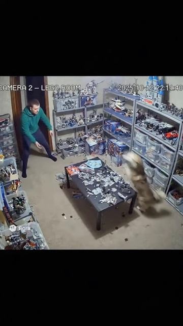 Собака разрушает Lego комнату