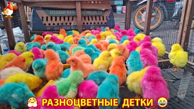 Цыплята и утята милые пушистики растут на радость хозяину 104