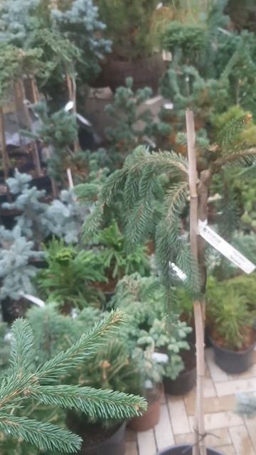 ❤🌲Инверса ель пендула на штамбе
✔Продажа растений в телеграм канале:
Https://t.me/love_is_hvoiny_dvo