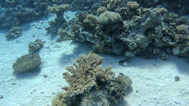 иглобрюх рыба дайвинг в Шарм-эль-шейхе дайвинг в Египте дайвинг в Красном море