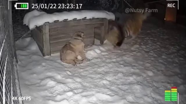 Маленький кот храбрее большого