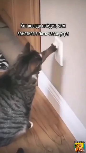 Клип @meowtaverse