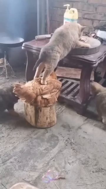 юмор ахах прикол