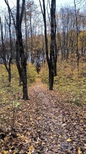 По тропинке в лесу