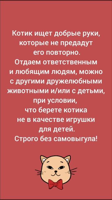 #Москва 🍂❤️ Ищет дом и доброе сердце прекрасный рыжик Сэм. 🏡 🐈