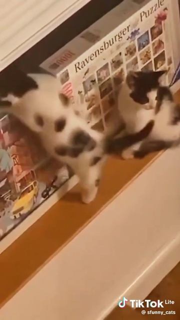 Котеки😸😸❤❤