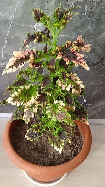 Как размножается колеус Джильда Гильда