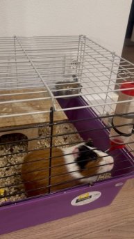 Морские свинки оказывается пищат