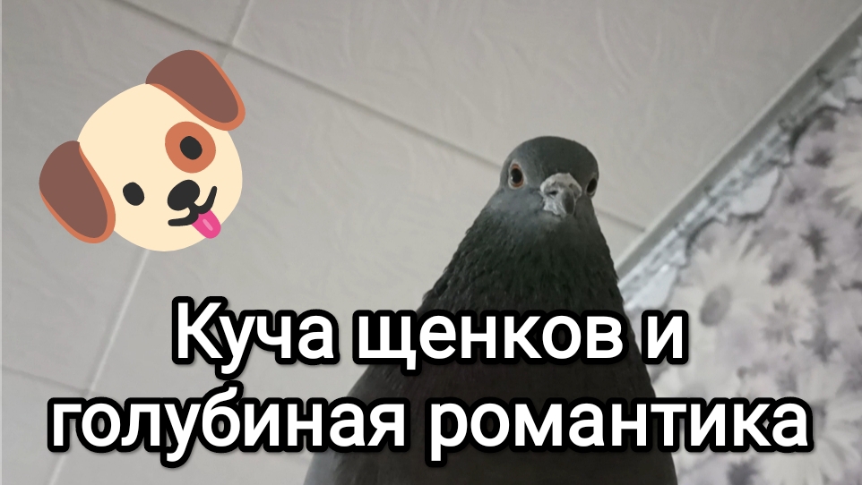 12-10-2025. Куча щенков и голубиная романтика.