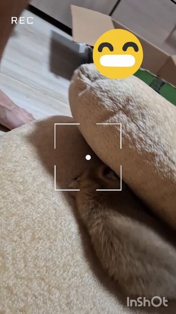 Игривый котёночек