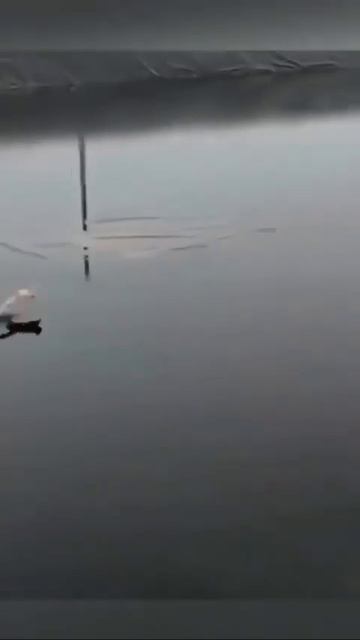 Видео от МЯУтаверс  как метавселенная но с котами