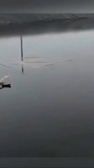 Видео от МЯУтаверс – как метавселенная, но с котами