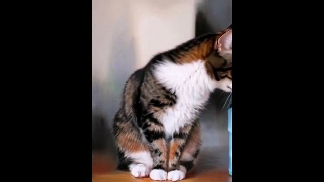 Привет от котика Тома