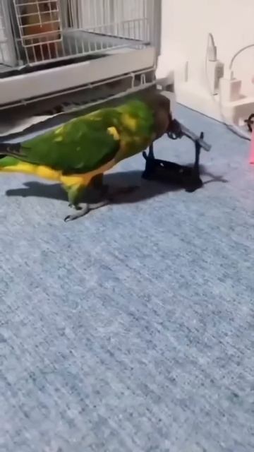 Смешные животные