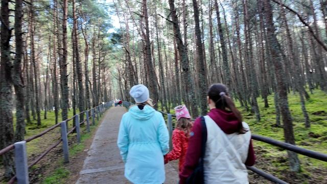 Поездка в Калининград - Часть 5 - Куршская Коса, Высота Эфа, Танцующий Лес, пикник у залива