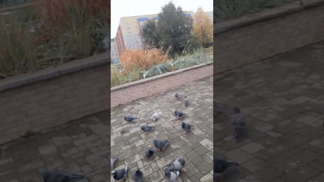 1000063919.mp4