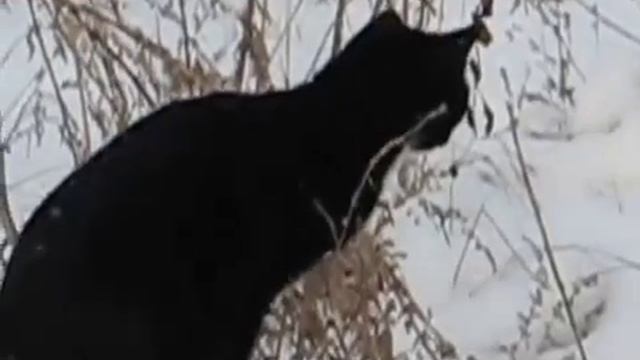 Кошка эффектным прыжком поймала мышь