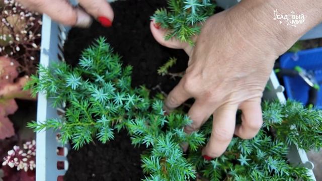 РАЗМНОЖЕНИЕ МОЖЖЕВЕЛЬНИКА ЛАПОЧКОЙ И ЧЕРЕНКОМ С ПЯТОЧКОЙ— САМЫЕ ПРОСТЫЕ И БЫСТРЫЕ СПОСОБЫ.