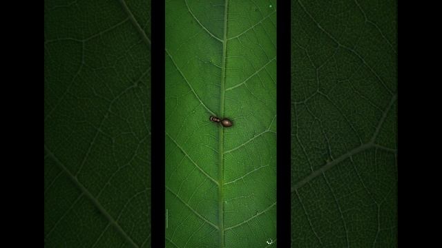 12.10.25 Ant Legion
