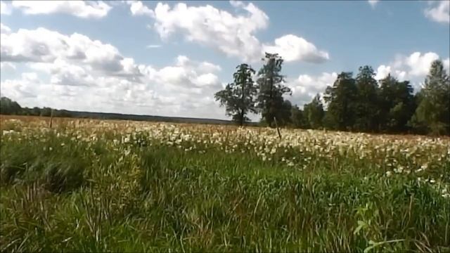 Василий Цецегов - Милый край