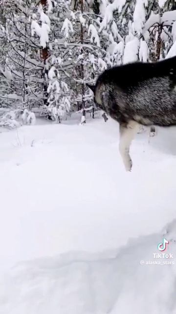 хаскопад. 