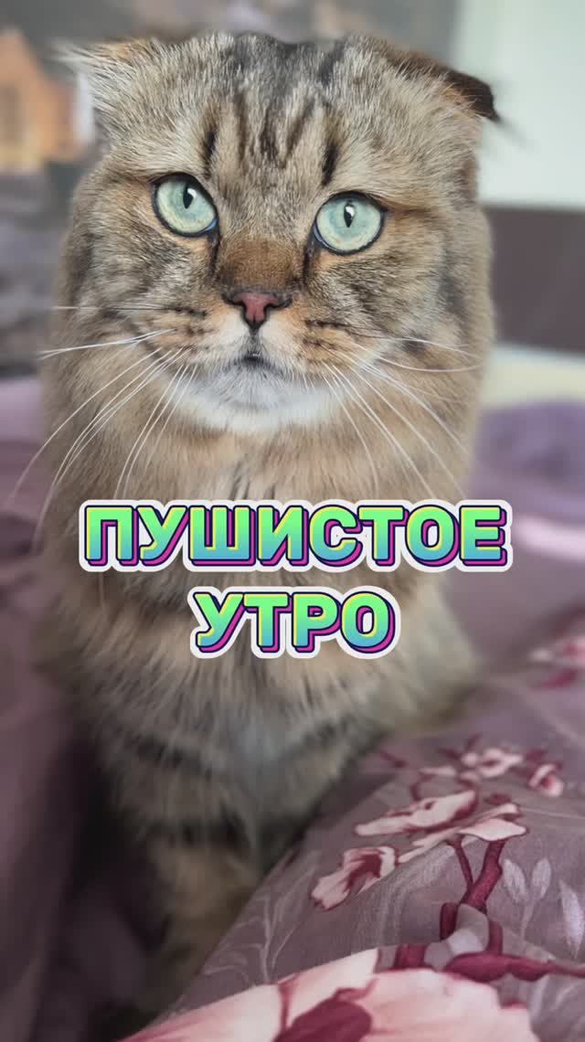 Когда очень соскучились!😻 #котики #милота #животные