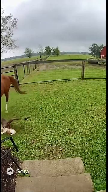 🦅 🐎  Лошадь спасает кошку от нападения орла 🐎 🦅