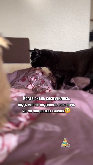 Когда очень соскучились!😻 #котики #милота #животные