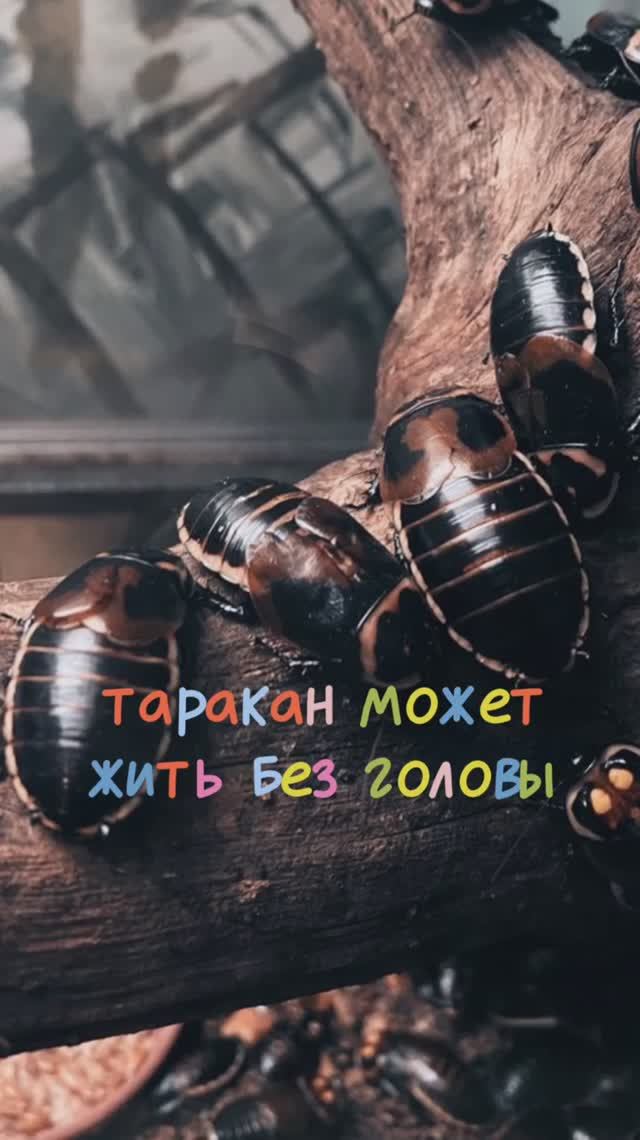 Боитесь тараканов?😲