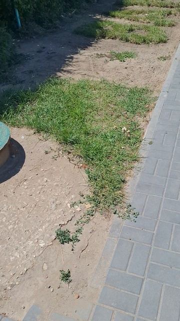 Надпись из травы МИР ДОМУ ВАШЕМУМир любовь доброта счастье вера