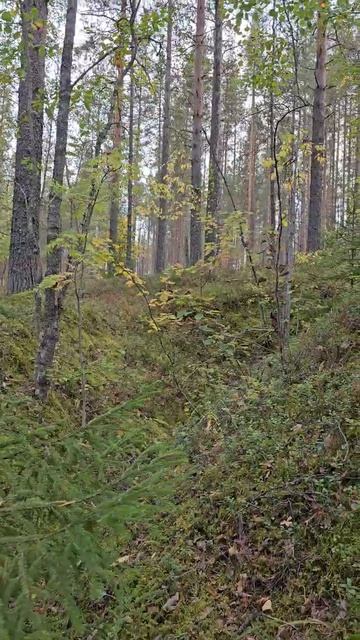 Карелия. Медвежьегорск. Рядом с Финской тоннельной казармой Вичка. Karelia. Medvezhyegorsk