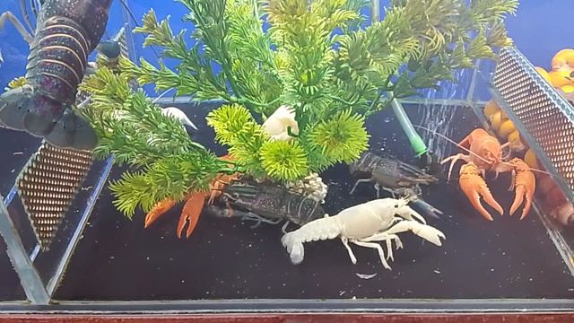 раки декоративные