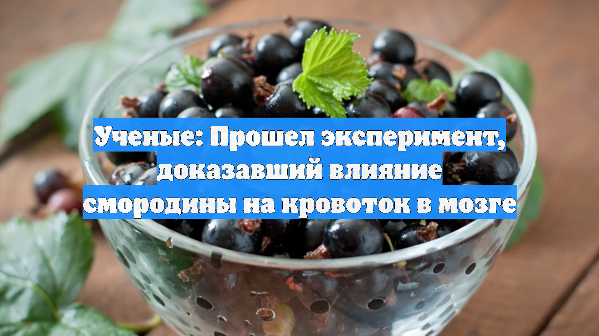 Ученые: Прошел эксперимент, доказавший влияние смородины на кровоток в мозге