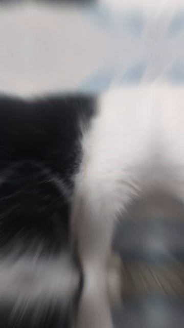 кот