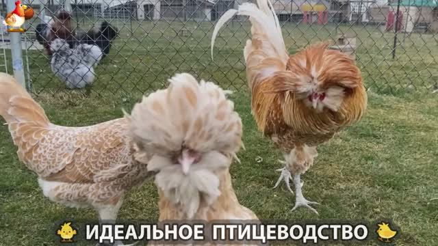 Идеальное птицеводство достойно восхищения 🐓🦆🦢🦚🦃🐔 эпизод (367)