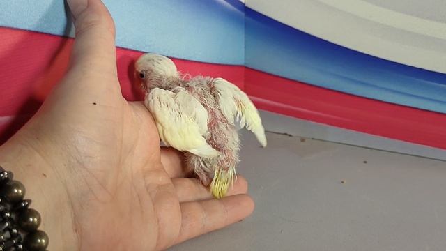 Самец или самка? #птенецпопугая как определить ПОЛ? #волнистыйпопугайчик