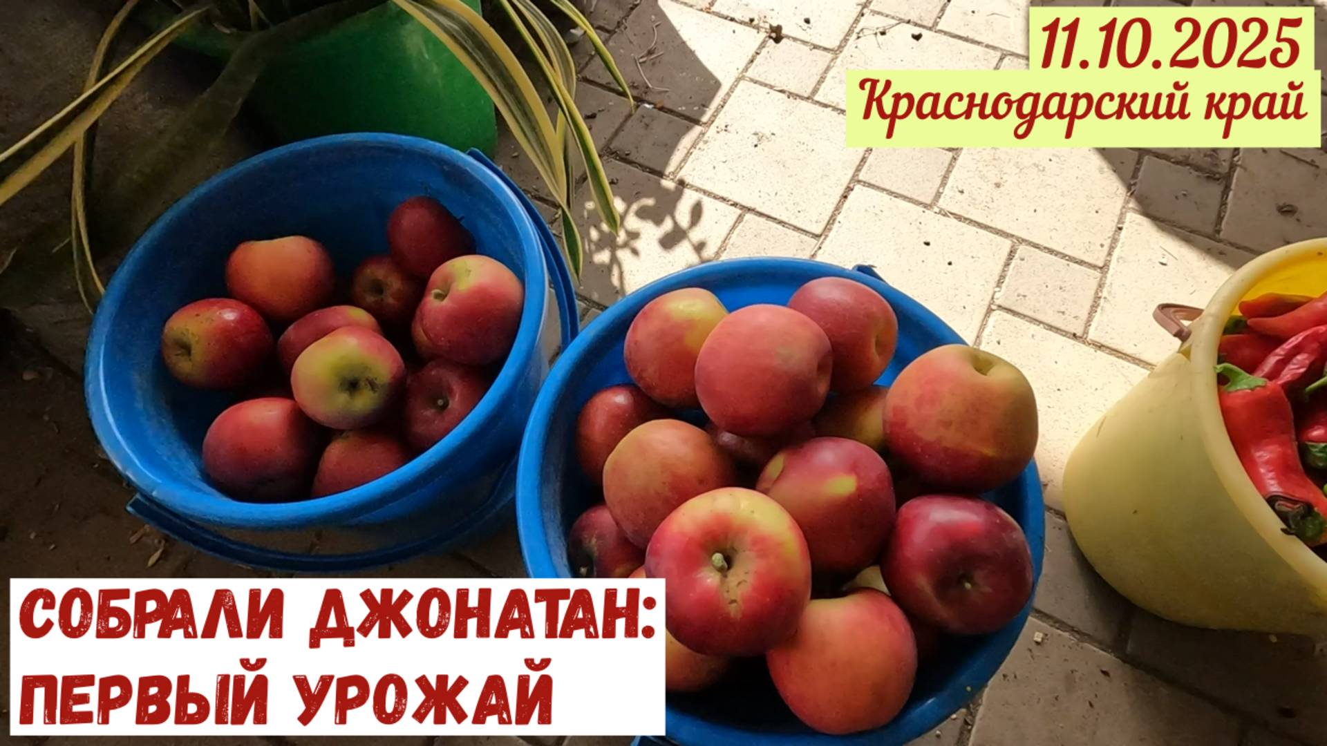 Собрали урожай яблок11.10.2025