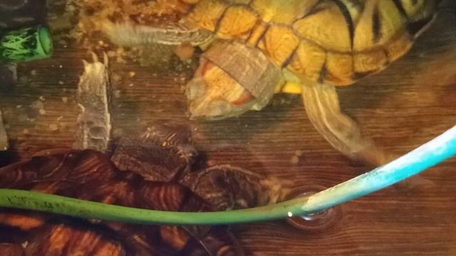 красноухие черепахи 🐢 играют рано утром 12-10-2025