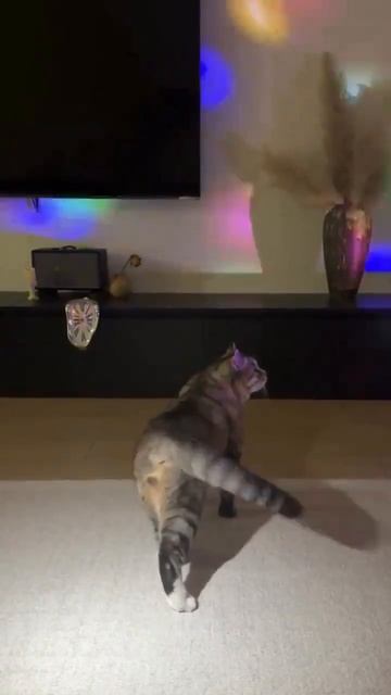 Танцы перед сном❤️