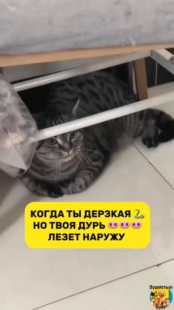 Клип @meowtaverse