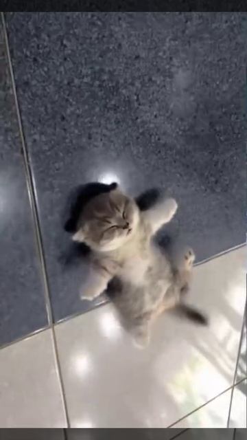 VID_20251011_235230_917.mp4