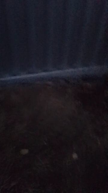 наш новый дом с конями
